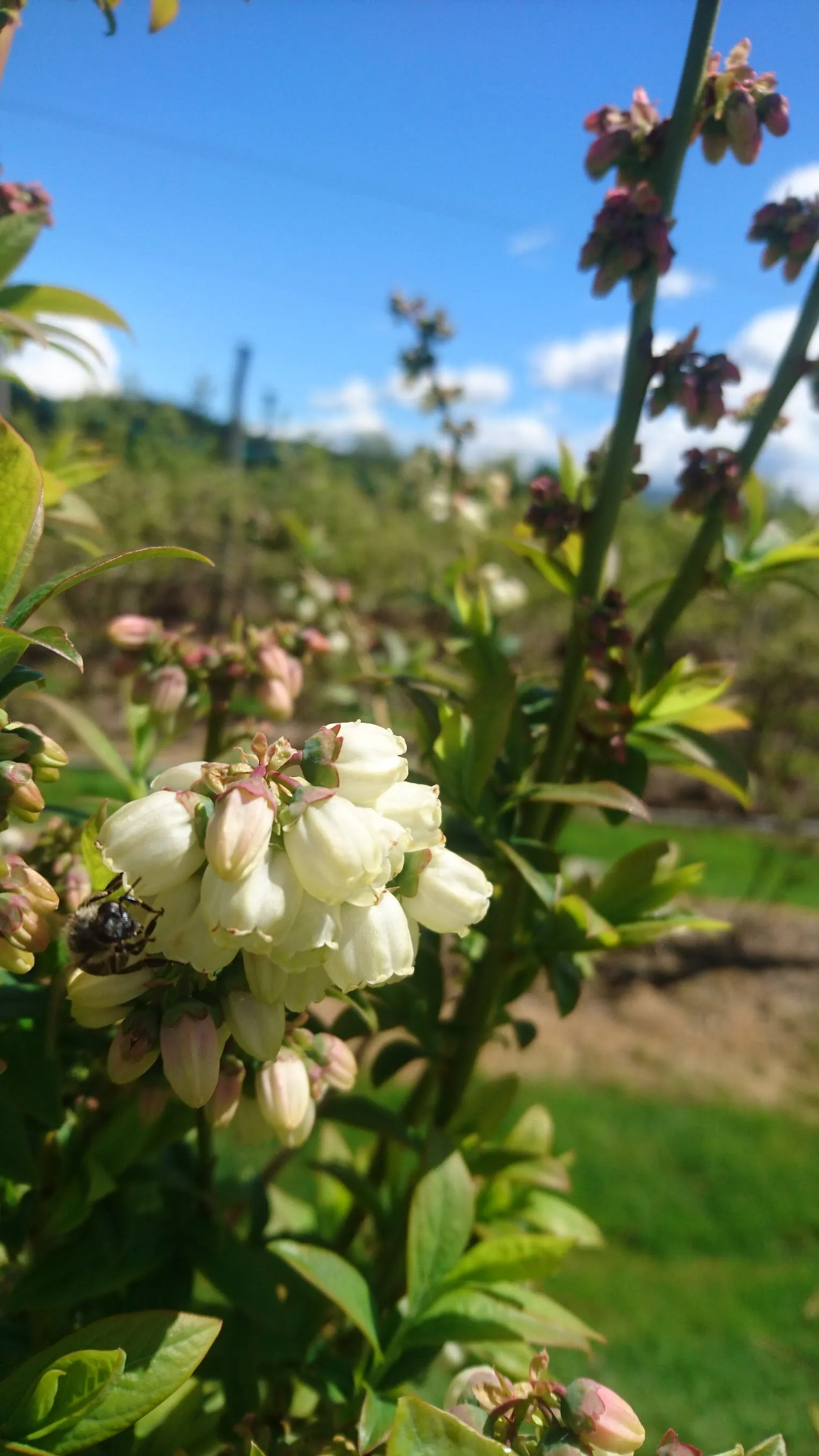 Galerija Lavrinc – bloom2