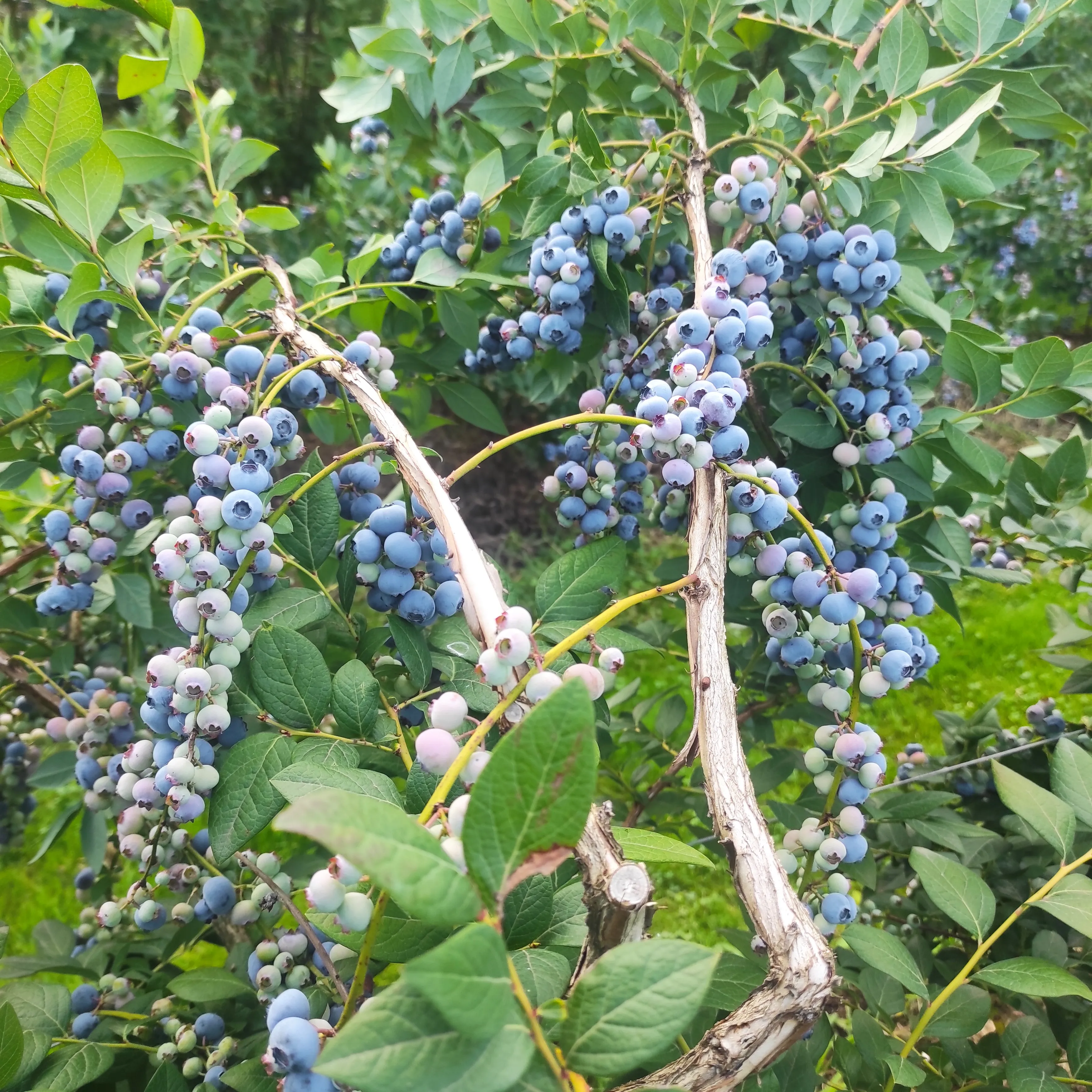 Galerija Lavrinc – harvest1