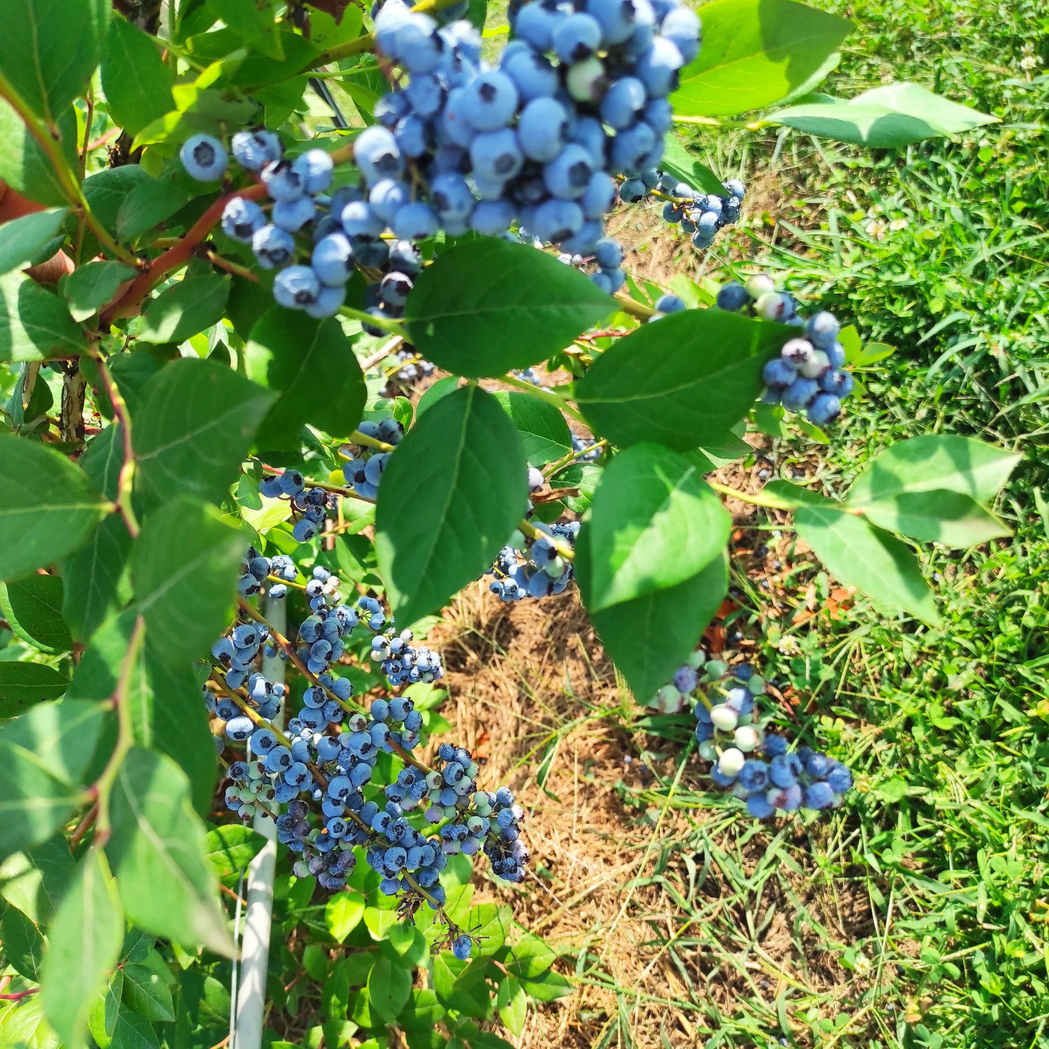 Galerija Lavrinc – harvest2