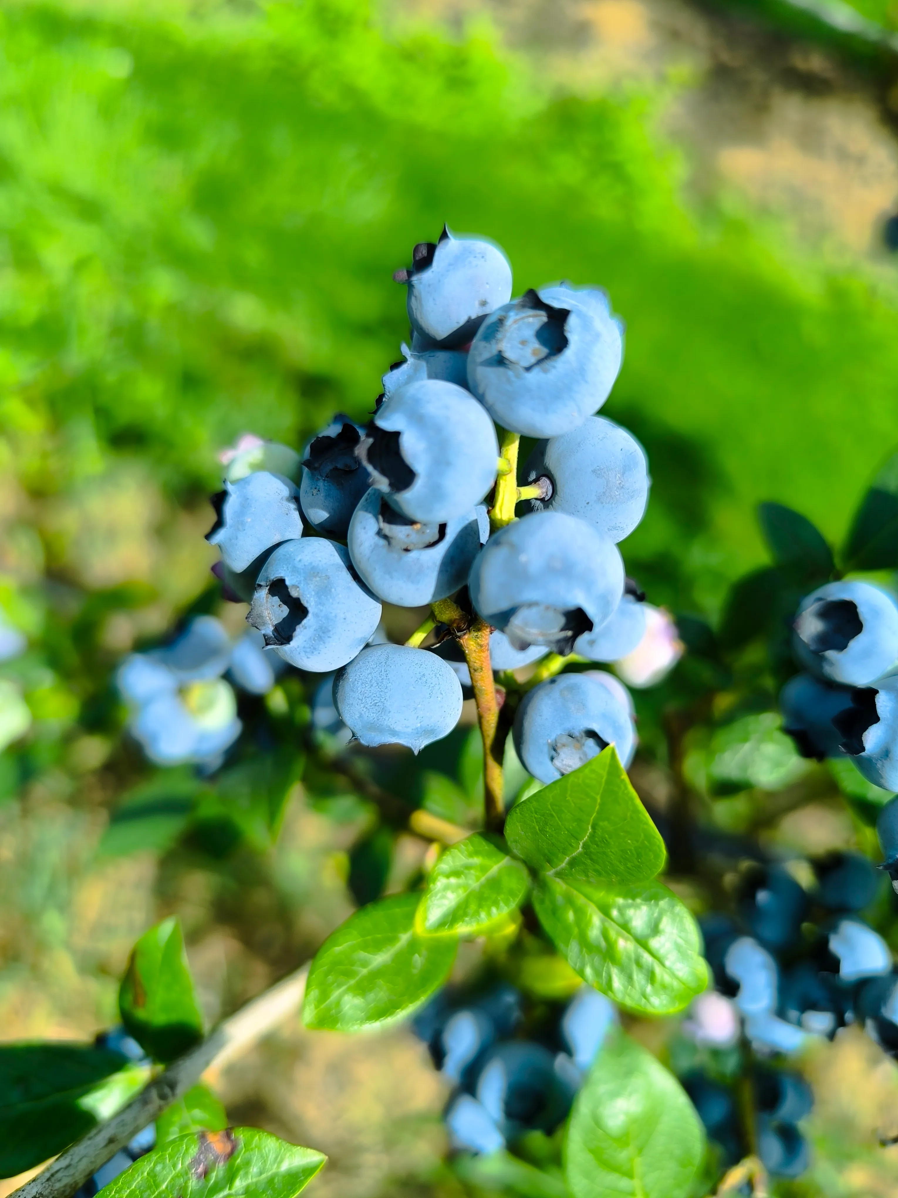 Galerija Lavrinc – harvest5