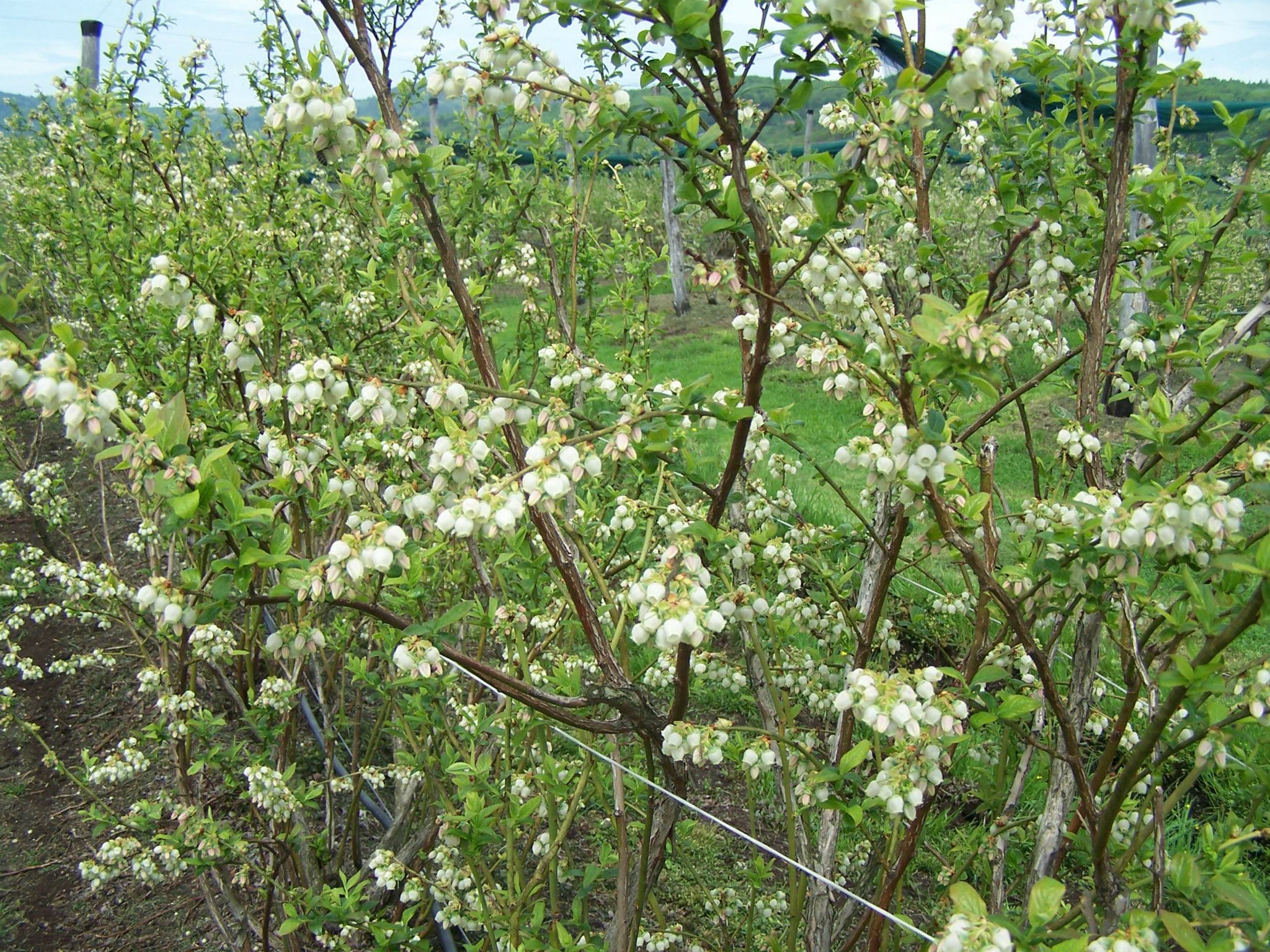 Cvetenje borovnic Lavrinc