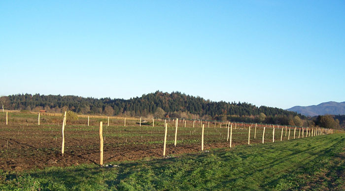 Nasad ameriških borovnic Lavrinc